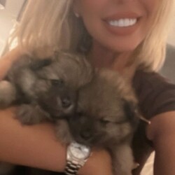 Pomeranian pups ready now /Pomeranian/Female/Sex: Mixed Litter,Beautiful litter of Pomeranian pups ready now, no time wasters, serious buyers only 