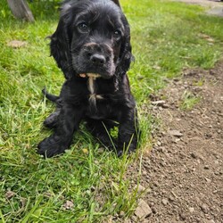 Adopt a dog:Show cocker spaniel puppy/Cocker Spaniel/Female/Sex: Female,Due to a change in our circumstances we are forced to rehome our beautiful little pup. Doris is 10weeks old and a great natured friendly girl.
