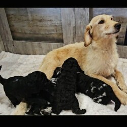 Adopt a dog:Exceptional F2B MIDI Teddybear Labradoodles/Labradoodle/Female/Sex: Mixed Litter,Reservation list now open Please note I do not have any flat coats available. Extensively DNA health tested CLEAR of genetic conditions commonly seen in the breed. Our beautiful girl Missy has whelped a stunning litter of chunky, healthy F2b Labradoodles, 2 blue merle and 2 full suit solid black. Missy is our family pet who brings us so much happiness and adventure, she loves to run, swim and explore. She adores children and spends most of the time on her walks rounding them up and keeping them safe! Missys behaviour both at home and on walks is impeccable, she is a people pleaser who loves everyone she meets, very typical trates of this much loved breed. She is a flat coat F2 labradoodle, and dad is a stunning chocolate merle miniature poodle, he is a reputable stud dog who's loving nature is just as irresistible as his appearance, the nature of these two dogs compliment each other perfectly. Our pups are born and raised in the heart of our busy family home, with other dogs and children ranging between 4-16 years. They are extremely well socialised and used to the hustle and bustle of everyday life in the family home. We are a family with lots of canine experience and work in the animal industry, and it is extremely important to us that our pups go to a 5 star forever home that can offer the love and care that they are used to. A video call will be required before face to face viewings are considered for serious potential owners. Please feel free to drop me a message for more information on each individual puppy. Thank you