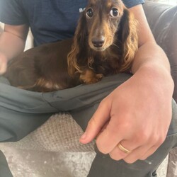 Mini long hair dachshunds /Miniature Dachshund/Female/Sex: Mixed Litter,Our beautiful girl Ada had 4 wonderful fur baby’s 2 handsome boys and 2 pretty girls all flea and wormed and micro chipped mum is at home with her baby’s and dad great local stud both heath checked and PRA clear pups have started paper training doing really well all great little characters and enjoying life and exploring and cuddles on the sofa please message me for viewings and more info