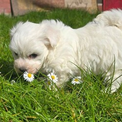 Adorable tiny Maltese /Maltese/Female/Sex: Mixed Litter,Adorable & Purebred Maltese Puppies – Ready for Their Forever Home!