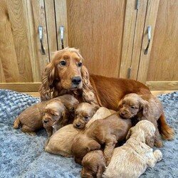 Cockapoo Puppies Fully Vaccinated, Ready Now/Cockapoo/Female/Sex: Mixed Litter,We have beautiful F1 Cockapoo puppies available. Father is a health tested Red miniature poodle, paper work can be seen when viewing the puppies.
