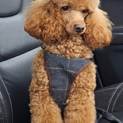 Adopt a dog:Schoodle pups for sale /Shihpoo/Female/Sex: Female,Last two puppies from our girl Luna, girl dogs both jet black. 9 weeks old this Friday, will be fully vaccinated and micro chipped
