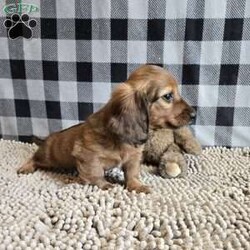 Basil/Dachshund									Puppy/Male	/March 15th, 2026,Meet Basil  a sweet little Dachshund, ACA Reg.  Vet checked and shots are up to date.    dads weight is 10.8 lbs and mom is 10.6 lbs