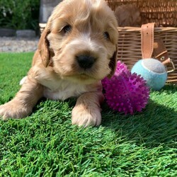 Adopt a dog:(Show Type Cocker Spaniel) puppies 4X/Cocker Spaniel/Female/Sex: Female,Our girl a (show type Cocker spaniel) has had a beautiful little of four stunning little girl puppies that we are now looking to home