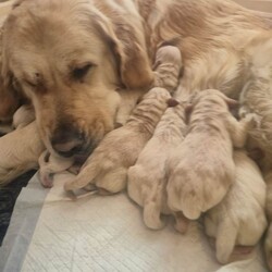 Adopt a dog:Golden retriever puppy /Golden Retriever/Female/Sex: Male,We have 1 little boy looking for his forever home, mum had 9 beautiful pups, we also have dad, they have been brought up in a loving family home with lots of love and attention, pups have had there micro chips done ready to leave mum by end of may