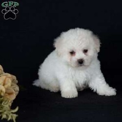 Titan (Mini)/Bichon Frise									Puppy/Male	/6 Weeks,Say hello to Titan, a remarkably tiny and incredibly sweet all-white male who proves that the biggest, most loving personalities often come in the smallest packages. For dog lovers who are specifically seeking out adorable 