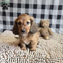 Basil/Dachshund									Puppy/Male	/March 15th, 2026,Meet Basil  a sweet little Dachshund, ACA Reg.  Vet checked and shots are up to date.    dads weight is 10.8 lbs and mom is 10.6 lbs