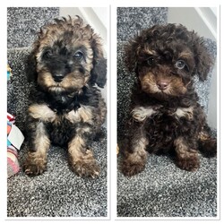 Super tiny toy poodles pra clear last girl ready now/Toy Poodle/Female/Sex: Female,Super tiny Toy poodle puppies last gorgeous sable little girl left shown in main pic they have the most amazing markings, mam Molly is a family pet and this is her first and only litter she is a chocolate phantom with a lovely nature, dad rico is a local tri stud dog kc registered and fully health checked again with a lovely nature.