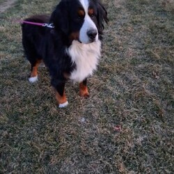 Banjo/Bernese Mountain Dog									Puppy/Male	/7 Weeks,Meet Banjo, a handsome AKC Bernese Mountain Dog! He is a super friendly and exquisite pup, it’s hard to not get attached to him. He has the ability to make anyone smile, just spend a little time with him and you’ll have a new best friend. He is a happy and healthy little guy!  