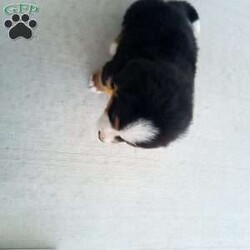 Banjo/Bernese Mountain Dog									Puppy/Male	/7 Weeks,Meet Banjo, a handsome AKC Bernese Mountain Dog! He is a super friendly and exquisite pup, it’s hard to not get attached to him. He has the ability to make anyone smile, just spend a little time with him and you’ll have a new best friend. He is a happy and healthy little guy!  