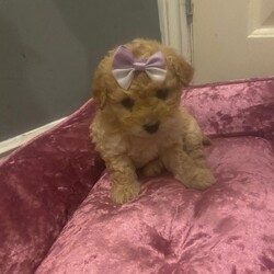 Adopt a dog:Lovely red toy maltipoo puppy/Maltipoo/Female/Sex: Female,We have two beautiful female puppies that now ready to go to their forever loving homes they are very loving and playful they have been brought up in our family home with 2 young children they are using training pad and eat dry food they have been microchipped we would like our puppies go to five star forever homes please