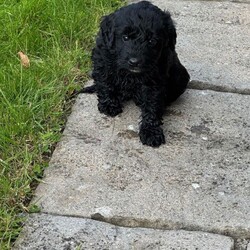 Cockerpoo puppies /Cockapoo/Female/Sex: Mixed Litter,Our Cockerpoo puppies are ready to leave and find there forever homes we have 3 males & 2 females who are very well socialised due to being raised in a family home with our children mum is our family pet Lady she is a KC registered working cocker who is full of fun & very clever Dad is a KC registered fox red miniature poodle