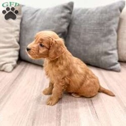 Chief/Mini Goldendoodle									Puppy/Male	/7 Weeks,Meet Chief! This sweet and adorable Mini Goldendoodle is looking for a forever family!