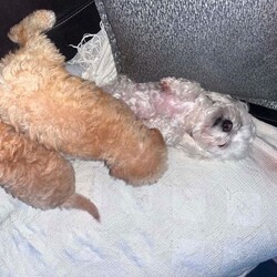 Adopt a dog:Lovely red toy maltipoo puppy/Maltipoo/Female/Sex: Female,We have two beautiful female puppies that now ready to go to their forever loving homes they are very loving and playful they have been brought up in our family home with 2 young children they are using training pad and eat dry food they have been microchipped we would like our puppies go to five star forever homes please