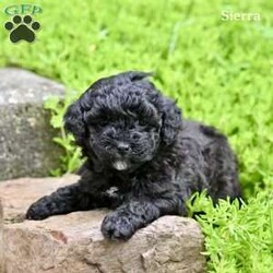 Sierra/Miniature Poodle									Puppy/Female	/6 Weeks,Sierra is an adorable Mini Poodle puppy who is looking for a loving forever home! She is sweet, playful, and full of personality, making her a wonderful companion for families, couples, or anyone looking for a loyal furry friend. Sierra loves attention and enjoys spending time with people, and she is sure to bring lots of joy and happiness to her new family.