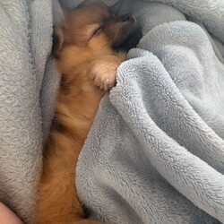 Pomeranian pups ready now /Pomeranian/Female/Sex: Mixed Litter,Beautiful litter of Pomeranian pups ready now, no time wasters, serious buyers only 