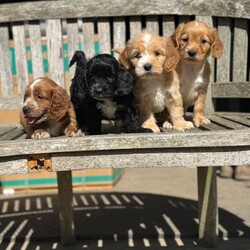 Adopt a dog:Beautiful cockapoo puppys/Cockapoo/Female/Sex: Mixed Litter,READY NOW!! I would like to introduce these beautiful, playful, adventurous puppy’s into the world looking for their forever 5* homes.
