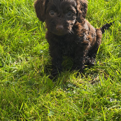 Cockerpoo puppies /Cockapoo/Female/Sex: Mixed Litter,Our Cockerpoo puppies are ready to leave and find there forever homes we have 3 males & 2 females who are very well socialised due to being raised in a family home with our children mum is our family pet Lady she is a KC registered working cocker who is full of fun & very clever Dad is a KC registered fox red miniature poodle