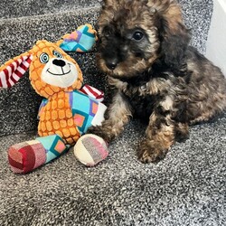 Super tiny toy poodles pra clear last girl ready now/Toy Poodle/Female/Sex: Female,Super tiny Toy poodle puppies last gorgeous sable little girl left shown in main pic they have the most amazing markings, mam Molly is a family pet and this is her first and only litter she is a chocolate phantom with a lovely nature, dad rico is a local tri stud dog kc registered and fully health checked again with a lovely nature.