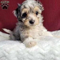 Rufus/Maltipoo									Puppy/Male	/8 Weeks,Rufus is a very sweet and well socialized puppy. He loves to play with children. His mom is a 6-lb Maltese and dad is an 8 lb poodle, He is an F1 maltipoo pup, and can be delivered to your doorstep for an additional charge. Please contact us to make sweet Rufus your very own puppy!