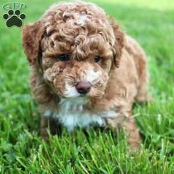 Archie/Miniature Poodle									Puppy/Male	/8 Weeks,Meet Archie! He is a gorgeous deep red AKC registered purebred mini poodle, with flashy white markings placed perfectly on his face and chest, making him the most adorable fluffy little puppy! The poodle is non shedding and hypoallergenic making them the ideal companion to have in your life. The mom “Addie” is a loving 11lb AKC mini poodle and dad “Miles” is a gentle 12lb AKC purebred poodle, they have amazing temperaments and great confirmation! Both parents are completely genetic tested and clear of any genetic diseases, this assures your puppy a solid health foundation to their life! Archie is updated on all vaccinations and deworming schedule as well as health checked by our local veterinarian to assure proper health before going to his forever home. Included will be all health records, AKC registration papers and a small baggie of food to help transition to his new home, as well as our extended health and genetic guarantee! Our puppies go through the ENS program, as well as socializing with us each day to help bring out the best in each puppy! Your puppy is also started on crate training. Shipping is available anywhere in the USA or Puerto Rico. Visits are also welcome! Call or text Duane to discuss further details!