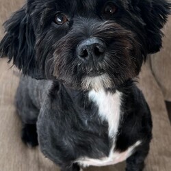 Adopt a dog:Georgous F1b Lhasapoo puppies 1 boy remaining /Lhasapoo/Female/Sex: Mixed Litter,Due to a change of circumstances the couple who reserved him can no longer take him 1 boy remaining he will have his second vaccine today so won’t need anything till he’s booster at 1yr