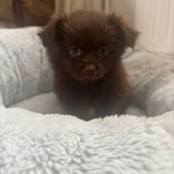 Adopt a dog:Teddy bear pomeranian x yorkiepoo pups/Pomeranian/Female/Sex: Mixed Litter,Teddy bear pomeranian X yorkiepoo puppies available boys and girls beautiful little characters bouncy little cubs super fluffy and wonderful markings Mum and dad are both at home with there fur babies Puppies are really enjoying life exploring and having cuddles each have there own amazing little personality Pups are all healthy wormed flead and microchip have been done Please contact me for viewings and more info