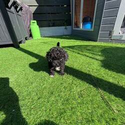 Cavapoo puppies /Cavapoo/Female/Sex: Female,3 females left. Fully vet health checked, first vaccination, micro chipped and wormed. Happy little playful balls of fluff. Brought up in a house with another dog and 2 cats. Very well handled. 