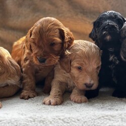 Adopt a dog:F1B Toy Cockapoos  Hypoallergenic Health tested/Cockapoo/Female/Sex: Mixed Litter,Puppies available for reservation! READY TO LEAVE 19th June! Wievings available!