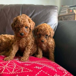 Adopt a dog:Toy poodle/Poodle/Female/Sex: Mixed Litter,Toy poodle.dad is a very tiny toy kc reg poodle and mum is a toy as well.they are defleat,will be vaccinated and microchiped.thank you.