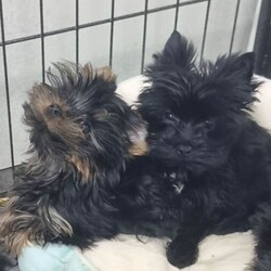 Yorkshire Terrier /Yorkshire Terrier/Female/Sex: Mixed Litter,We have cute mini yorkshire terrier puppies.  Born on 09.12.25.  The puppies will have both vaccinations and microchip, as well as double flea treatment and deworming.  The mother weighs 2.5kg and is German IHR registered pedigree, the father weighs 1.7kg and is kennel club registered.  The puppies will have German IHR registered pedigree.  For more information, questions or pictures, feel free to contact me.