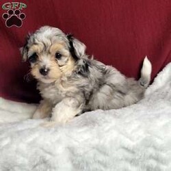 Rufus/Maltipoo									Puppy/Male	/8 Weeks,Rufus is a very sweet and well socialized puppy. He loves to play with children. His mom is a 6-lb Maltese and dad is an 8 lb poodle, He is an F1 maltipoo pup, and can be delivered to your doorstep for an additional charge. Please contact us to make sweet Rufus your very own puppy!