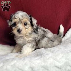 Rufus/Maltipoo									Puppy/Male	/8 Weeks,Rufus is a very sweet and well socialized puppy. He loves to play with children. His mom is a 6-lb Maltese and dad is an 8 lb poodle, He is an F1 maltipoo pup, and can be delivered to your doorstep for an additional charge. Please contact us to make sweet Rufus your very own puppy!