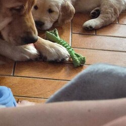 Adopt a dog:Golden retriever puppy /Golden Retriever/Female/Sex: Male,We have 1 little boy looking for his forever home, mum had 9 beautiful pups, we also have dad, they have been brought up in a loving family home with lots of love and attention, pups have had there micro chips done ready to leave mum by end of may
