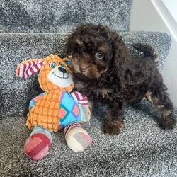 Super tiny toy poodles pra clear last girl ready now/Toy Poodle/Female/Sex: Female,Super tiny Toy poodle puppies last gorgeous sable little girl left shown in main pic they have the most amazing markings, mam Molly is a family pet and this is her first and only litter she is a chocolate phantom with a lovely nature, dad rico is a local tri stud dog kc registered and fully health checked again with a lovely nature.