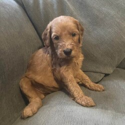Irish doodle pups/Irish Doodle/Female/Sex: Mixed Litter,Beautiful irish doodle pups, mother is an Irish doodle and there father is a standard poodle, I have 1 male and 4 females remaining. They have received there first vaccinations and are microchiped.