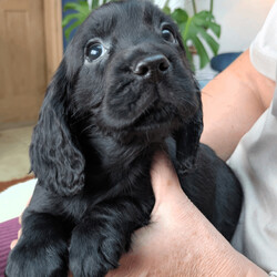 Adopt a dog:Stunning Cocker Spaniel Puppies /Cocker Spaniel/Female/Sex: Male,We have 4 stunning Cocker Spaniel Puppies looking for their new forever homes. Mum and dad have very impressive pedigree bloodlines with many Field Trial Champion's in their genes. Both mum and dad have lovely temperaments and can be seen with the puppies as they are our family pets. Each will have been microchipped, wormed from 2 weeks old, have been vet checked and will have had their first vaccination. Please get in touch for more details or to come and view our gorgeous puppies. We have 3 black males and one golden male. Thank