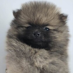 Pomeranian tedy /Pomeranian/Female/Sex: Mixed Litter,Each puppy will leave for their new home fully prepared and with all important documents.