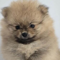 Pomeranian tedy /Pomeranian/Female/Sex: Mixed Litter,Each puppy will leave for their new home fully prepared and with all important documents.