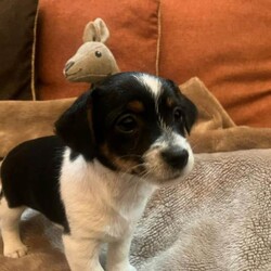 Super jack Russell puppy looking for her forever home/Jack Russell/Female/Sex: Female,One little jack Russell girl looking for her loving forever homes. She's been vet checked, microchipped, fully vaccinated and wormed to date. She as a lovely friendly personality, she is used to all household activities, she is used to children and other pets. Viewing is highly recommended of this truly sweet girl. If you would like anymore information or to view her please give me a call thank you 