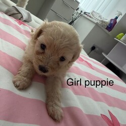 CavaCoton poos puppies/Cockapoo/Female/Sex: Mixed Litter,3 cavacoton poos 1 boy 2 girls left they will come with there first injections and micro chip also a blanket a bag of food collar and lead 