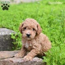 Sunshine/Toy Poodle									Puppy/Female	/7 Weeks,Sunshine is a beautiful Toy Poodle puppy who is looking for a loving forever home! She is full of charm, sweetness, and playful energy, making her a wonderful companion .Sunshine loves attention and enjoys being around people, and her affectionate personality is sure to brighten every day. With her adorable looks and loving nature, she is ready to become a special part of her new family.