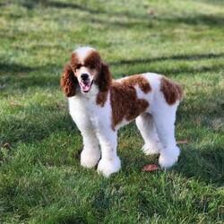Max/Standard Poodle									Puppy/Male	/April 4th, 2026,Meet Max! A standard poodle pup who will mature to approximately 50-65lbs! He will have the true curly poodle coat! 