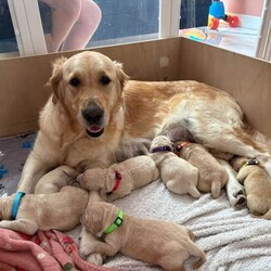 Adopt a dog:Golden retriever puppy /Golden Retriever/Female/Sex: Male,We have 1 little boy looking for his forever home, mum had 9 beautiful pups, we also have dad, they have been brought up in a loving family home with lots of love and attention, pups have had there micro chips done ready to leave mum by end of may