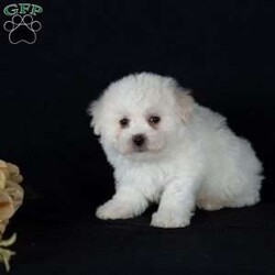 Titan (Mini)/Bichon Frise									Puppy/Male	/6 Weeks,Say hello to Titan, a remarkably tiny and incredibly sweet all-white male who proves that the biggest, most loving personalities often come in the smallest packages. For dog lovers who are specifically seeking out adorable 