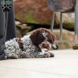 Bluey/Lagotto Romagnolo									Puppy/Male	/9 Weeks,Meet me, Bluey! I’m a very cute AKC Lagotto puppy with a fluffy, curly coat and a fun-loving personality that keeps everyone smiling. I love exploring new things, playing with my toys, and following my favorite people wherever they go. I’m curious, affectionate, and always ready for cuddle time after a day of adventures. With my sweet nature and adorable face, I’m sure to bring lots of joy, laughter, and love to my forever family!