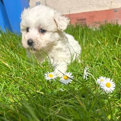 Adorable tiny Maltese /Maltese/Female/Sex: Mixed Litter,Adorable & Purebred Maltese Puppies – Ready for Their Forever Home!