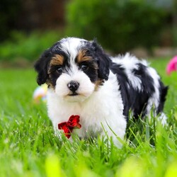 Jeremiah/Havapoo									Puppy/Male	/8 Weeks,Hi, I’m Jeremiah! I’m a very cute Havapoo puppy, and I’m a boy with the softest fur and the sweetest heart. I love cuddles, tiny naps, and following my people everywhere because being close makes my tail wag like crazy. Everyone says I’m so sweet, and I think it’s because I give the best puppy kisses and always try to make people smile. I’m still little, but I already know I’m very loved. I come from the best parents ever.
