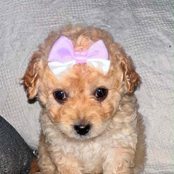 Adopt a dog:Lovely red toy maltipoo puppy/Maltipoo/Female/Sex: Female,We have two beautiful female puppies that now ready to go to their forever loving homes they are very loving and playful they have been brought up in our family home with 2 young children they are using training pad and eat dry food they have been microchipped we would like our puppies go to five star forever homes please